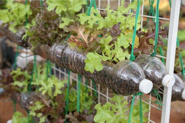 Picture of a plastic water bottle laying on its side filled with soil and being used as a planter for a lettuce plant.